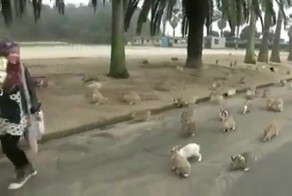 Coub compilation - Власть над кроликами 