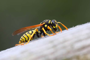 Давно не заходили в гостевую спальню
