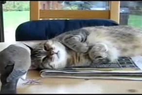 "Лучшее - детям". В том числе снаряды