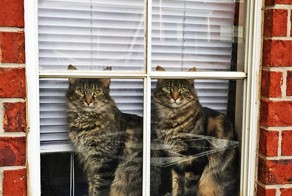 Фотографии животных-близнецов!