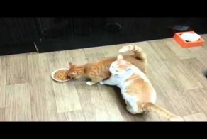 Жадный кот не хочет делиться едой