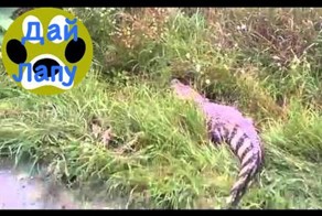 По улице ходила большая крокодила...