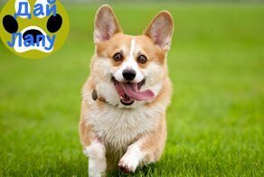 Лучшие приколы с животными