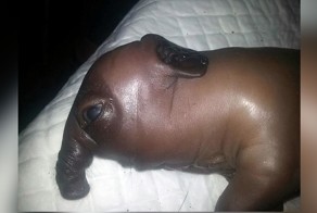 Китайцы уже животных подделывают