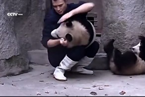 Панды не хотят пить лекарства