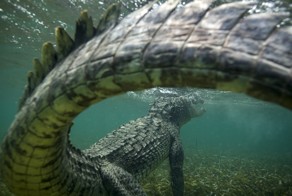 Один день в рыбацкой хижине в Карибском Море с морскими крокодилами