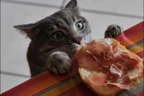 Коты-воришки