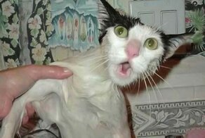 Мокрые коты