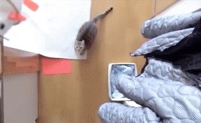 Кошки и гравитация