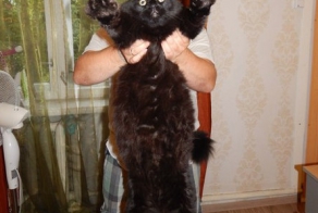 Кот-гигант живет в Петрозаводске