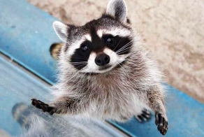 25 животных, которые знают, как надо правильно просить печеньки