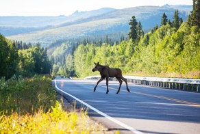 Что такое "Нежданчик" ? 