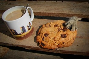 17 котов, которые пытались что-то украсть