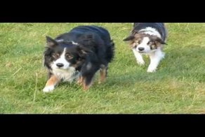 На этих охотящихся друг за другом колли невозможно смотреть без смеха!