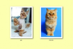 Потеряшки: Было - Стало