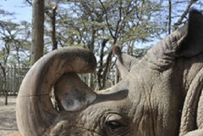 На Земле осталось всего 6 северных белых носорогов