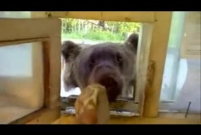 Подборка роликов от 25.01.2013