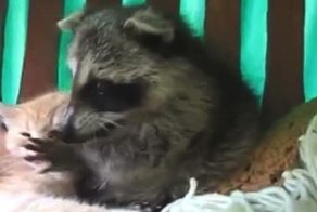 Енот достаёт кошака