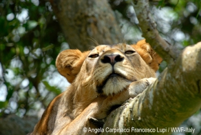 Сколько часов отдыха нужно животным: 7 любителей поспать