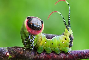 19 превращений гусениц в бабочек 