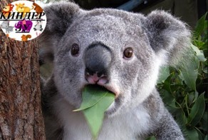 Что едят коалы? 