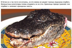 7 cамых ужасных блюд мира