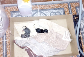 НИКОГДА не садитесь под мухой за руль 