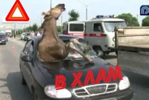 Лоси против машин! Мощные столкновения с авто разных марок