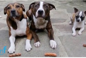 Перед тремя псами положили 3 сосиски