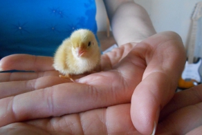 1 день от роду..