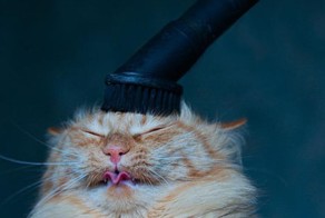 Как пропылесосить котэ?