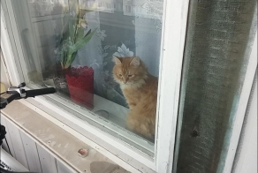 Кот закрыл своего хозяина на балконе