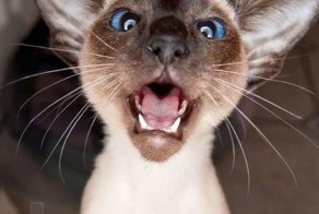 Прикольные гифки