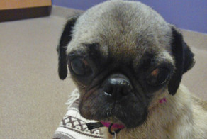 Спасение Берти