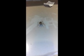 Самка паука-волка шокировала британцев