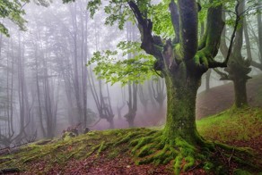 Мистический лес без фотошопа
