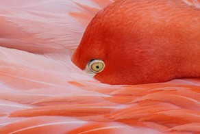 Лучшие фотографии National Geographic октября 2014