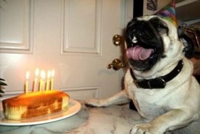 Животные празднуют свой день рождения