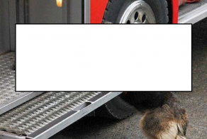 Мама спасатель