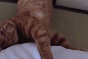 Русские коты и кошки