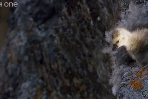 Такой маленький, а уже Чак Норрис