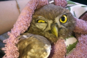 В зоопарке Екатеринбурга поселился совенок-путешественник