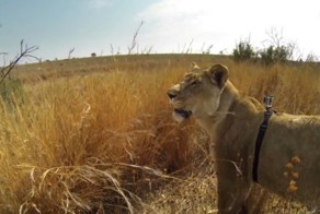 Камера GoPro на спине львицы сняла охоту животного