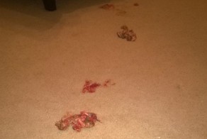 Жуткая находка в доме