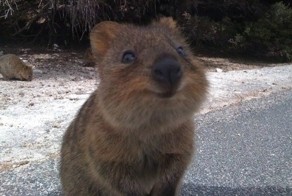 Улыбчивый зверек Квокка (Quokka)