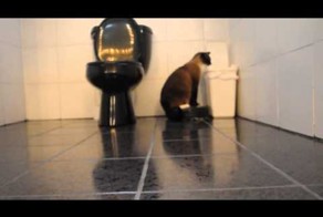 Кто в доме хозяин ?