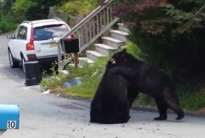 Драка медведей в Нью-Джерси