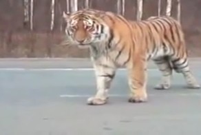 Молодой симпатичный тигр желает познакомиться