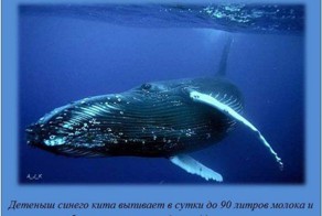 Интересные факты о разном, часть 4