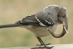 Животные будущего
